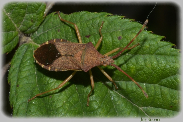 Gonocerus acuteangulatus - aranypetés karimáspoloska