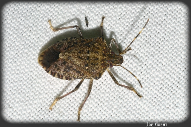 Halyomorpha halys - ázsiai márványospoloska