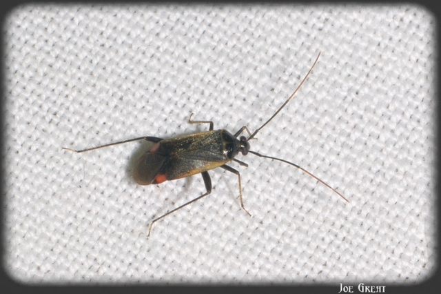 Adelphocoris seticornis - szegélyes mezeipoloska