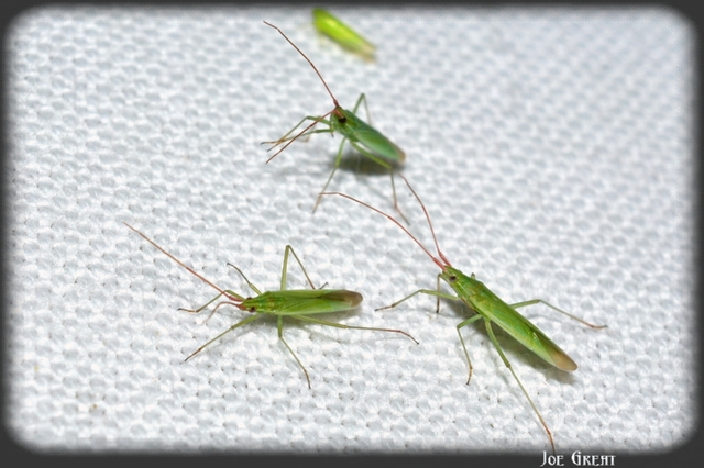 Trigonotylus