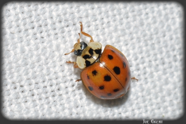 Harmonia axyridis - harlekinkatica