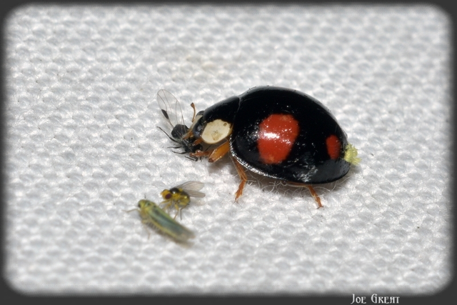 Harmonia axyridis - harlekinkatica