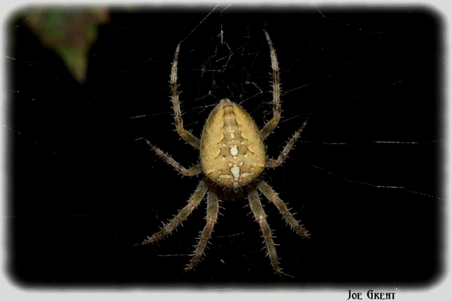 Araneus diadematus - koronás keresztespók