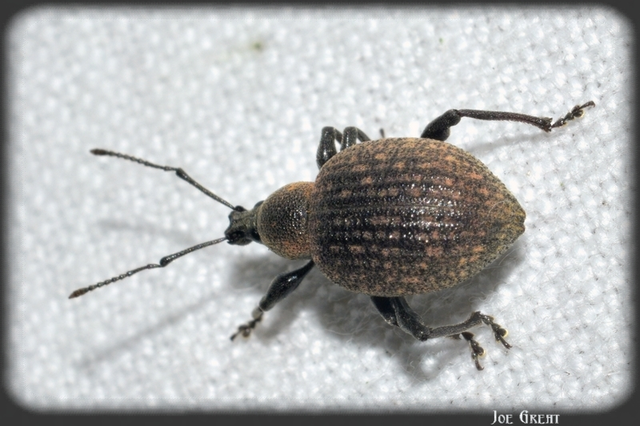 Otiorhynchus armadillo - katonás gyalogormányos