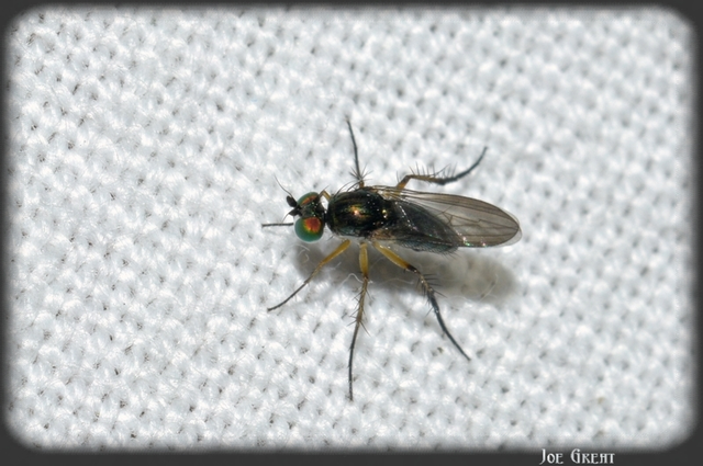 Diptera - Kétszárnyúak