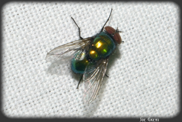Diptera - Kétszárnyúak