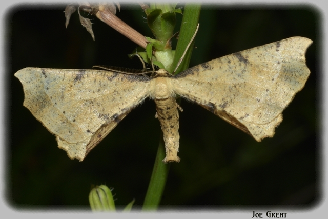 Artiora evonymaria - kecskerágó-araszoló