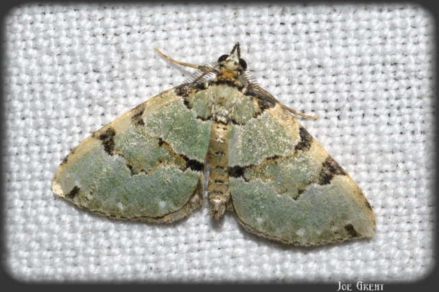 Colostygia pectinataria - zöld levélaraszoló