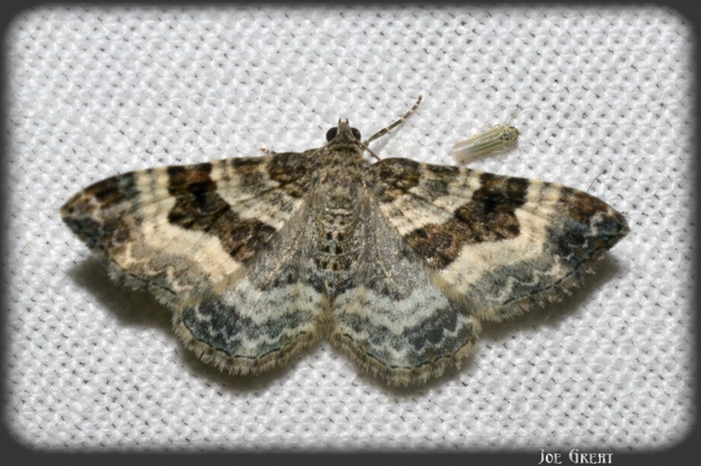 Epirrhoe alternata - galaj-tarkaaraszoló