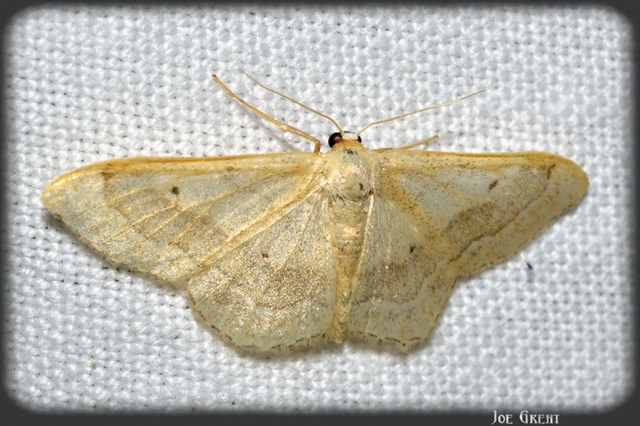 Idaea aversata - nagy sávosaraszoló