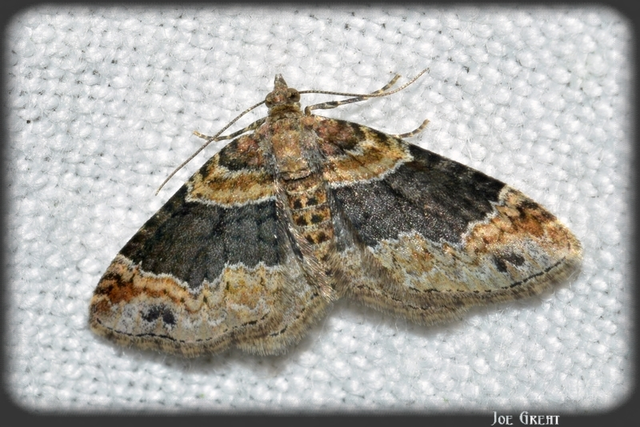 Xanthorhoe ferrugata - kerti tarkaaraszoló