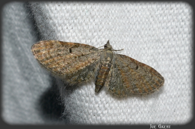 Eupithecia tenuiata - sötétszegélyű törpearaszoló
