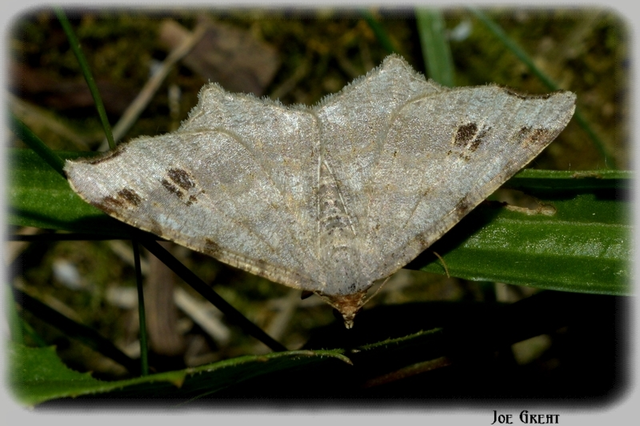 Macaria alternata - közönséges szürkearaszoló