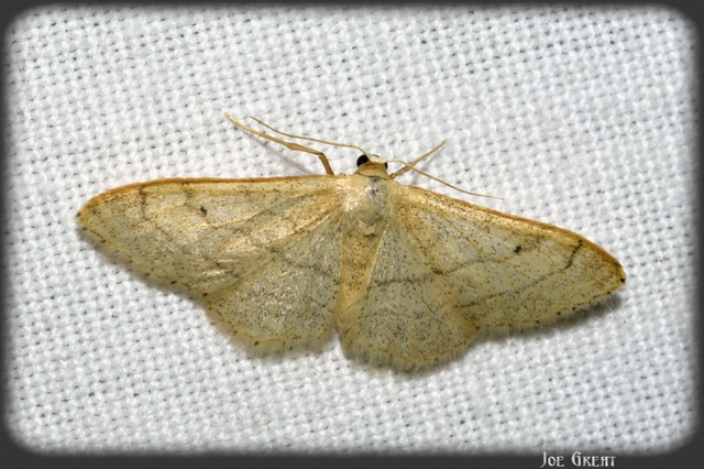 Idaea aversata - nagy sávosaraszoló