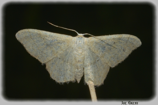Idaea aversata - nagy sávosaraszoló