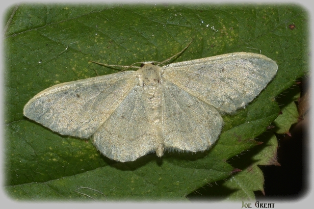 Idaea aversata - nagy sávosaraszoló