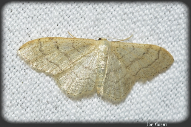 Idaea aversata - nagy sávosaraszoló