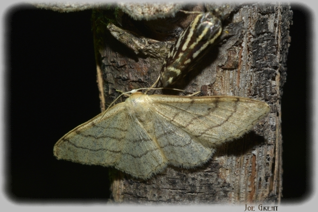 Idaea aversata - nagy sávosaraszoló