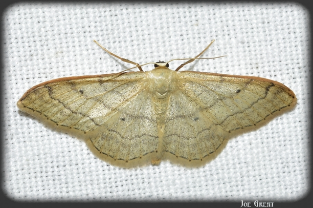 Idaea aversata - nagy sávosaraszoló