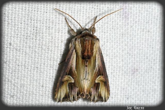 Actinotia polyodon - nagy sugarasbagoly