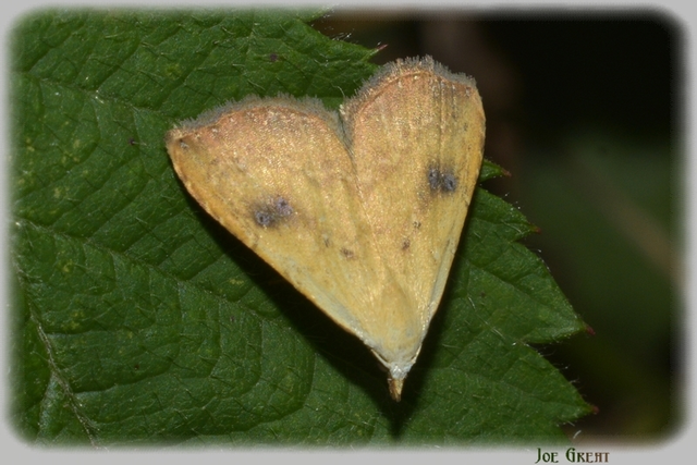 Rivula sericealis - selymes lórombagoly