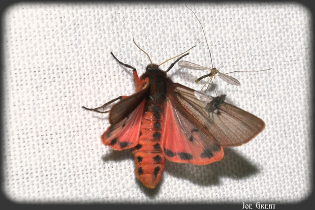 Phragmatobia fuliginosa - füstös medvelepke
