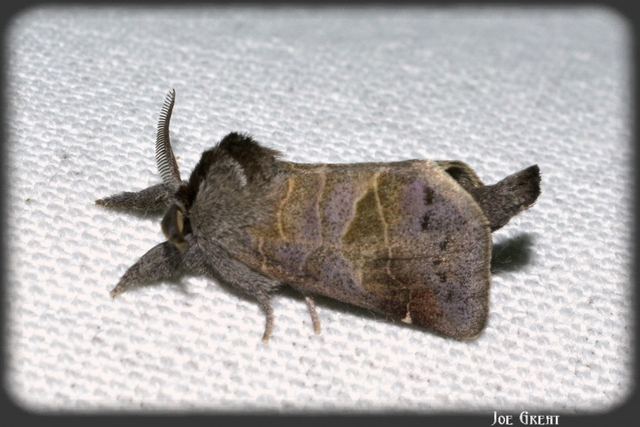 Clostera pigra - apró levélszövő