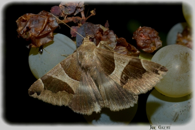 Dysgonia algira - déli porcelánbagoly