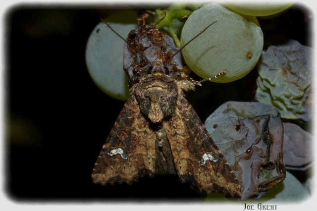 Mesapamea secalella/secalis
