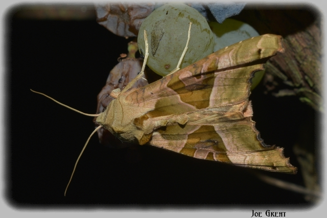 Phlogophora meticulosa - vándorló csipkésbagoly