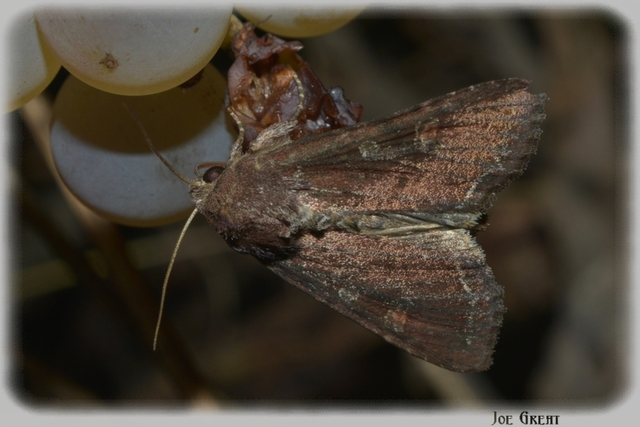 Lacanobia oleracea - saláta-kertibagoly