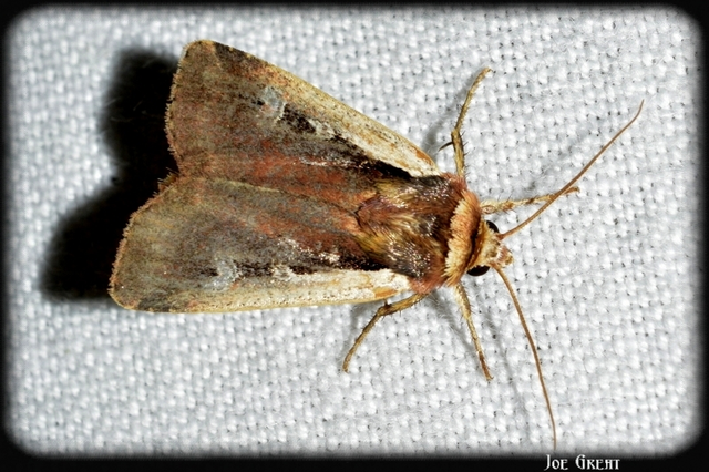 Ochropleura plecta - fehérszegélyű fűbagoly