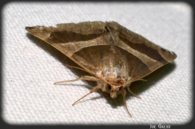 Dysgonia algira - déli porcelánbagoly