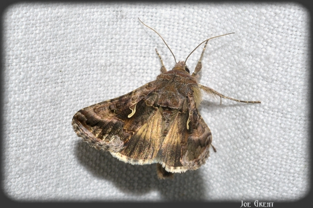 Autographa gamma - gammalepke