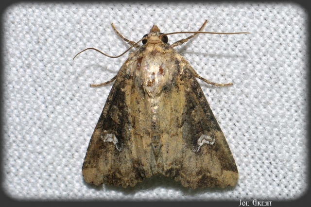 Mesapamea secalella/secalis