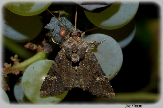 Mesapamea secalella/secalis