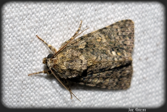Acronicta rumicis - sóska-szigonyosbagoly Acronicta rumicis - sóska-szigonyosbagoly