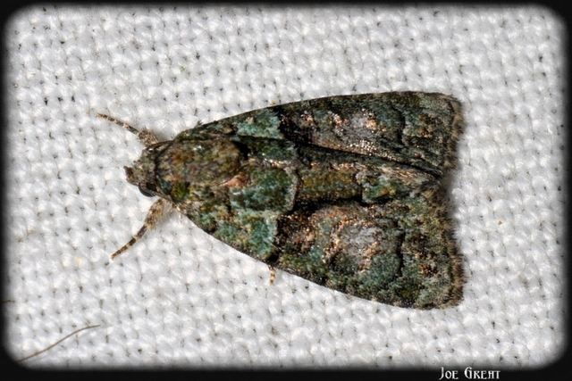Cryphia algae - sárgászöld zuzmóbagoly