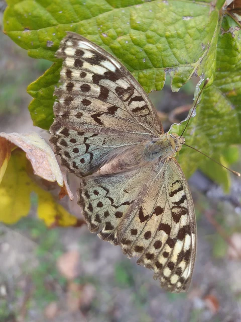 Argynnis pandora - zöldes gyöngyházlepke