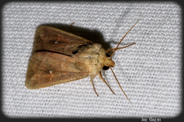 Mythimna albipuncta - fehérpettyes rétibagoly