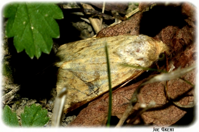 Heliothis peltigera - nagy veteménybagoly