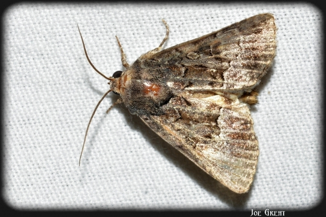 Thalpophila matura - fakó erdeibagoly