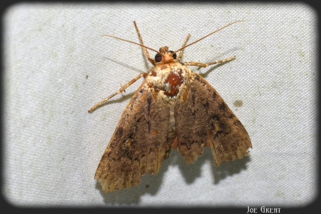 Amphipyra pyramidea - fahéjszínű bagoly