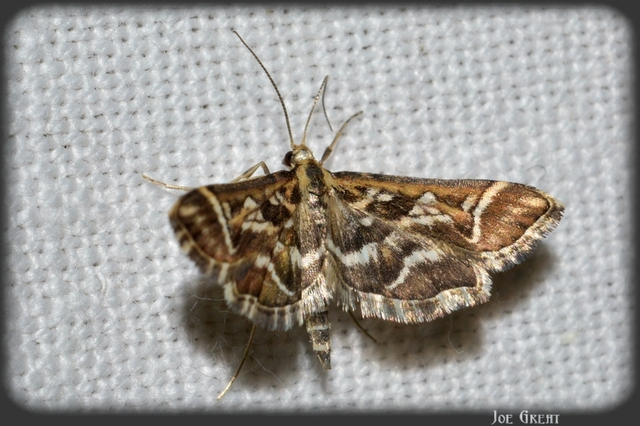 Diasemia reticularis - betűmintás tűzmoly