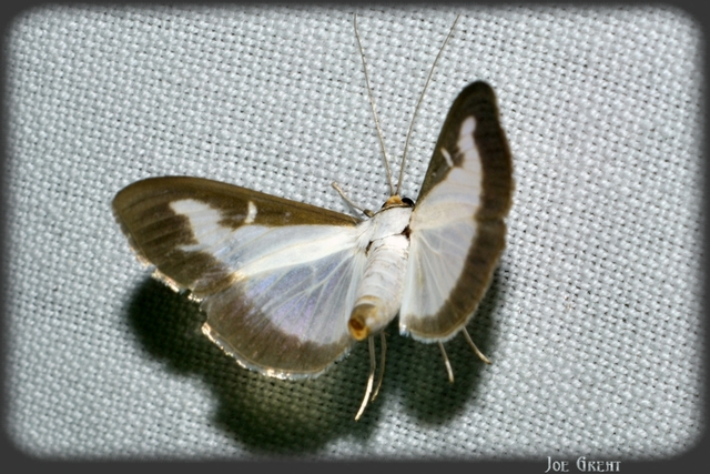 Cydalima perspectalis - puszpáng-tűzmoly
