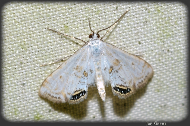 Cataclysta lemnata - békalencsemoly
