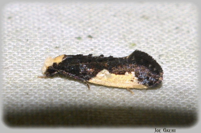 Monopis monachella - apácamoly