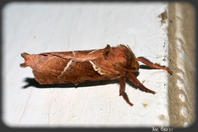 Triodia sylvina - kis gyökérrágólepke