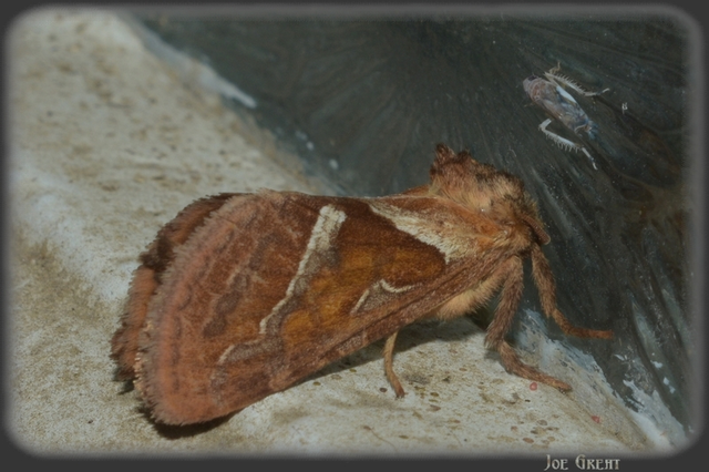 Triodia sylvina - kis gyökérrágólepke