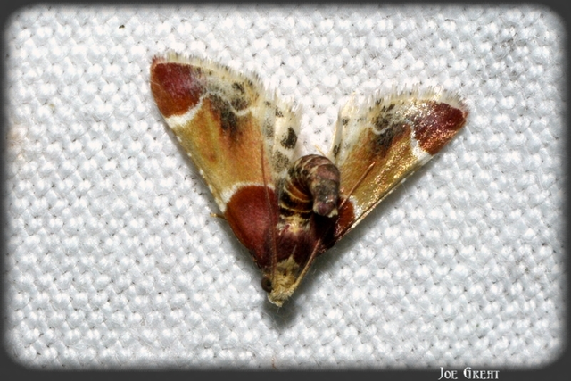 Pyralis farinalis - lisztilonca
